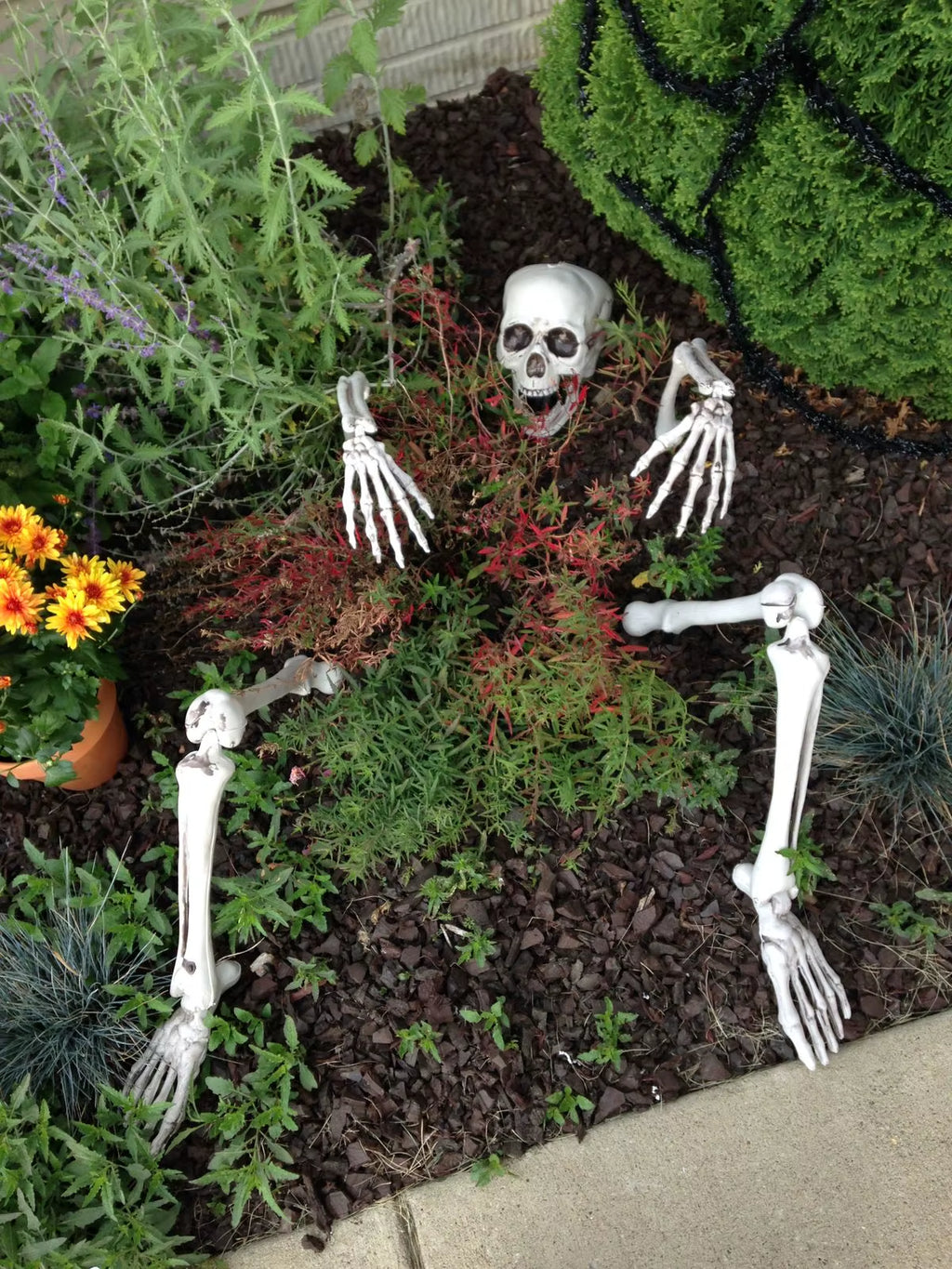 Halloween Decoration Realistic Skeleton Stakes Halloween Realistic Skull Skeleton Head Human Hand Arm for Halloween Party Garden